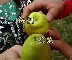 马肠子煮多久能熟，熟马肠子能不能水煮（这些奇葩的新疆饭）