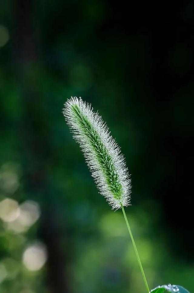 稗子草是狗尾巴草吗，稗草子能吃吗（不求回报默默爱——罗汉草）