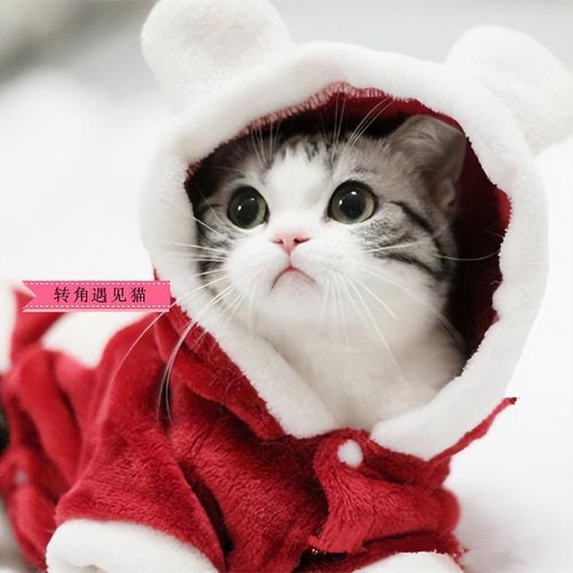 美短猫真的好养吗，养到的人都很幸运
