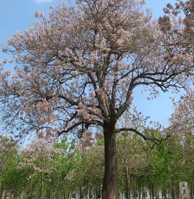 泡桐是什么意思，生长快容易成材的泡桐