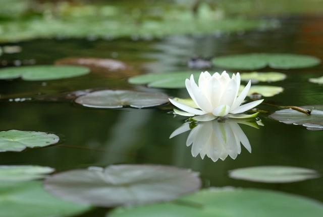 白菊花代表什么意思，黄白菊花的寓意和象征（白菊）