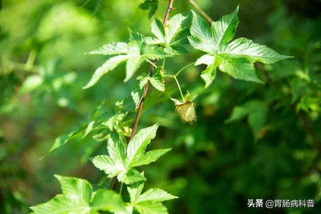 曼陀罗花的图片，曼陀罗花是什么（301味中药材的原植物彩色图谱）