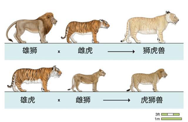 混种(混种羊皮),繁殖出的后代有多惨(混种羊皮和水染羊皮)