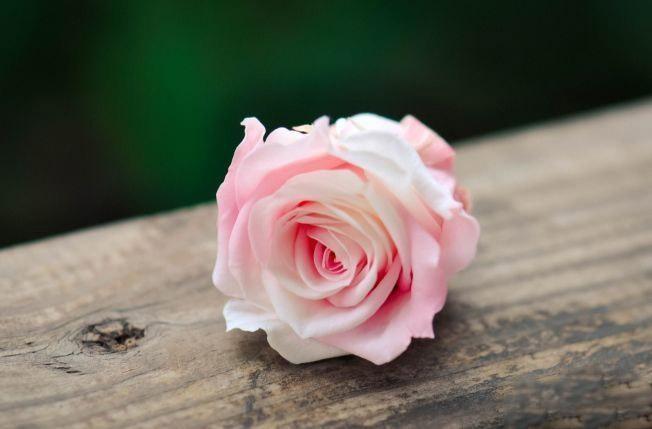 九朵粉色玫瑰花代表什么意思，9朵粉色的玫瑰花代表什么（你就知道该怎么送花了）