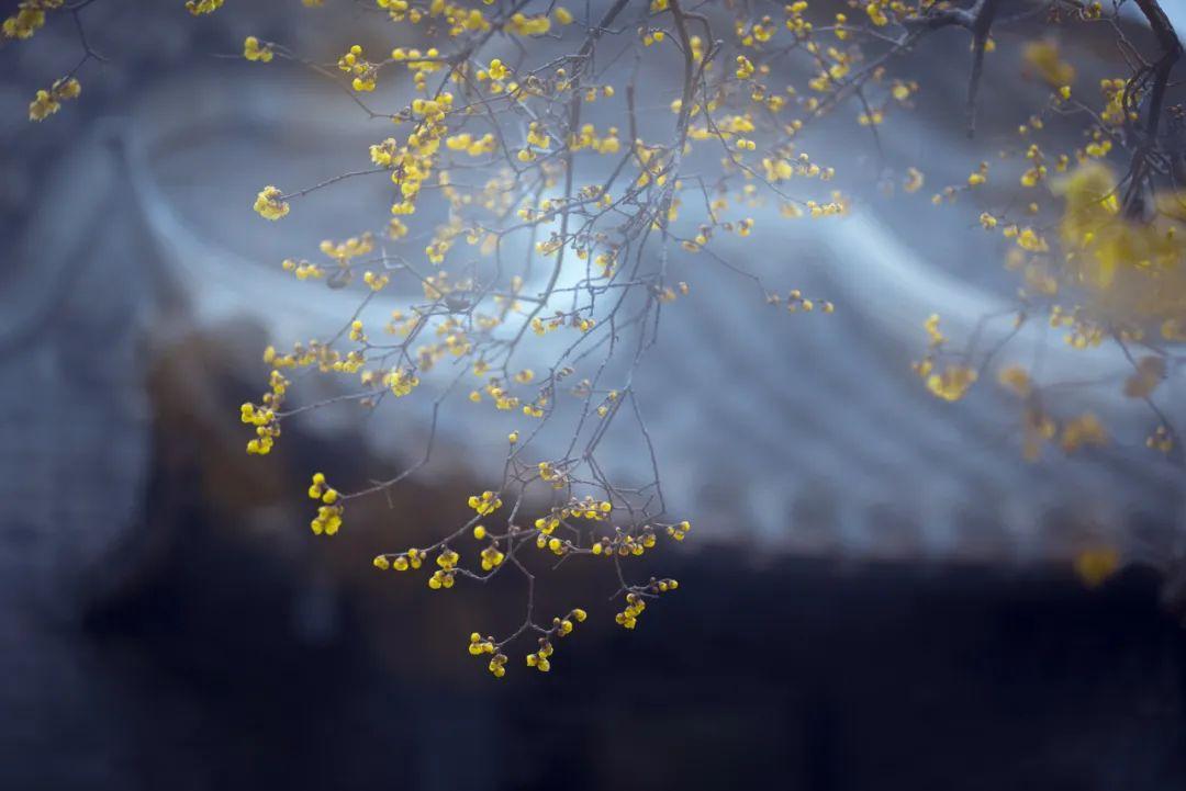 亦的读音是什么，亦字的拼音怎样读（写下最治愈的《临江仙》）