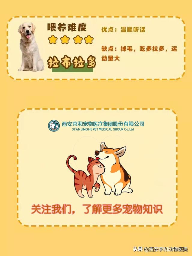 狗的品种名大全，新手养狗课堂丨常见16种狗狗优缺点及喂养难度合集