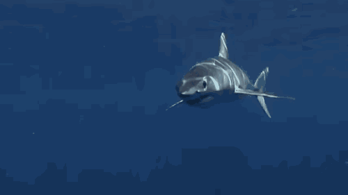 鲸鲨存储（两只母鲨同居10年）