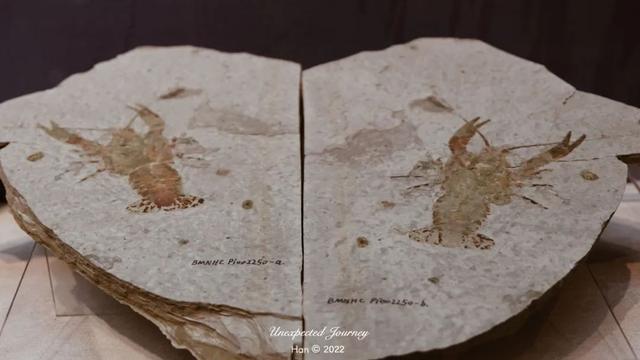 什么是具足虫，具足虫平安名堇（窥探奇异生物的世界）