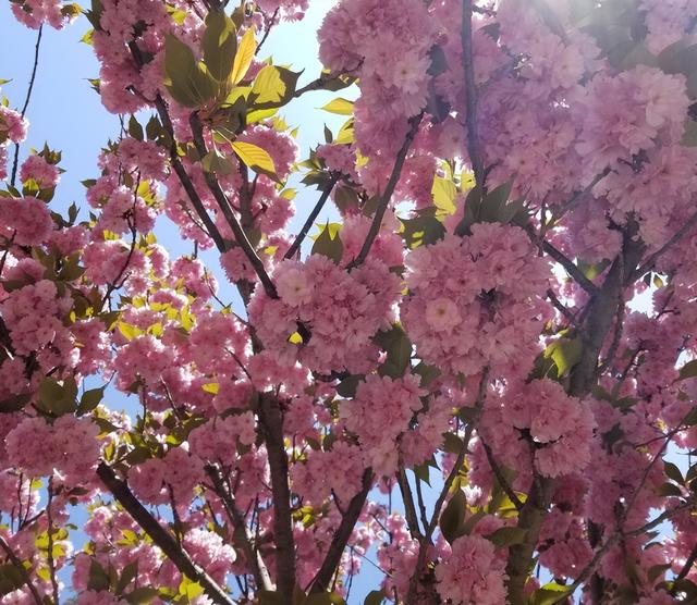 桃花的样子是怎样的，桃花 的样子（樱花桃花傻傻分不清）