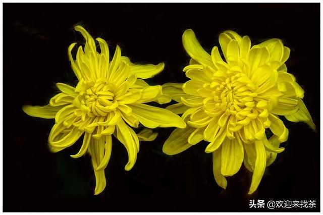 菊花代表什么象征意义，菊花代表什么（说到菊花你会想到什么）