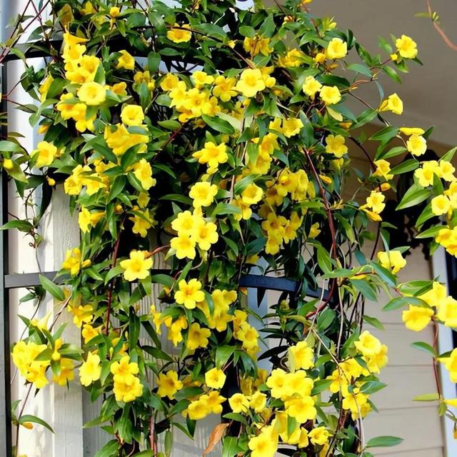 铃兰花有毒吗，铃兰花有毒吗 铃兰花适合放在室内养吗风铃花种植（8种“大毒花”）