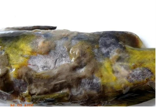 黄骨鱼养殖几个月可以卖，养黄骨鱼包回收是真的吗（源农优品水产助你解决黄颡鱼冬季养殖的问题）