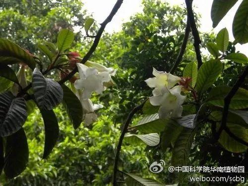 适合清明节发的图片，清明节发朋友圈的说说和图片（原来真有一种花，叫清明花）