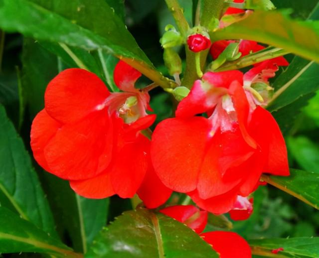 花，花好月圆人长久（72种鲜花欣赏图片）