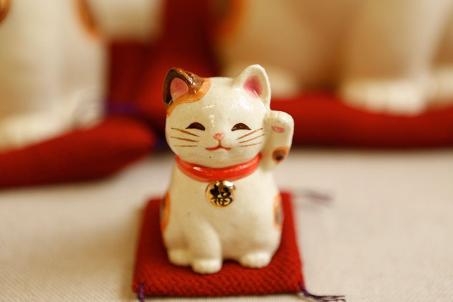 招财猫的饲养教程，招财猫养殖方法和注意事项（“招财猫”你用对了吗）