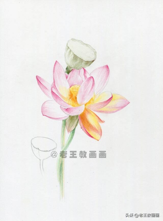 荷花简笔画带颜色，夏天荷花彩色简笔画