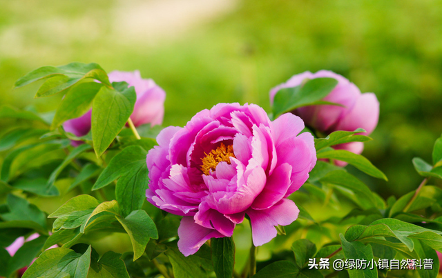 谷雨和雨水的区别，雨水和谷雨的区别（二十四节气之“谷雨”）