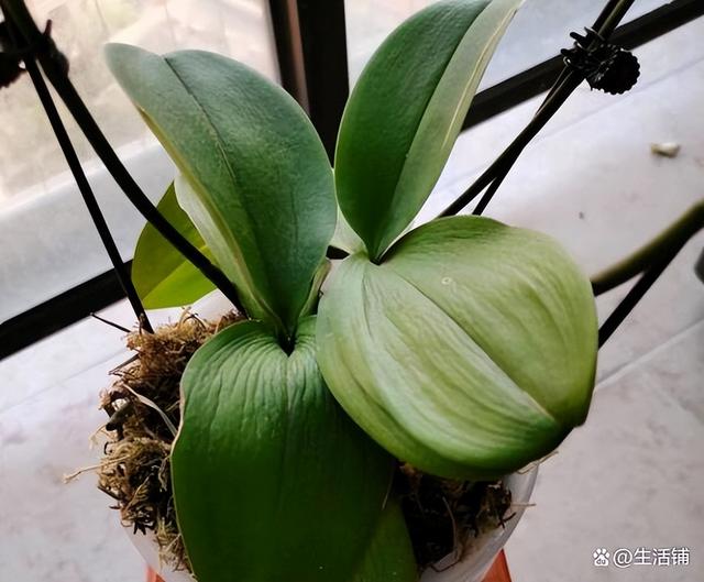 花蔫了怎么救活，花晒蔫了怎么补救合适（3个方面注意方法，轻松养开花）