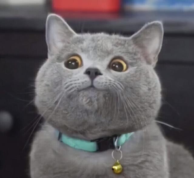 猫咪肾衰，猫咪肾衰竭是什么引起的（猫咪肾衰竭早期症状）