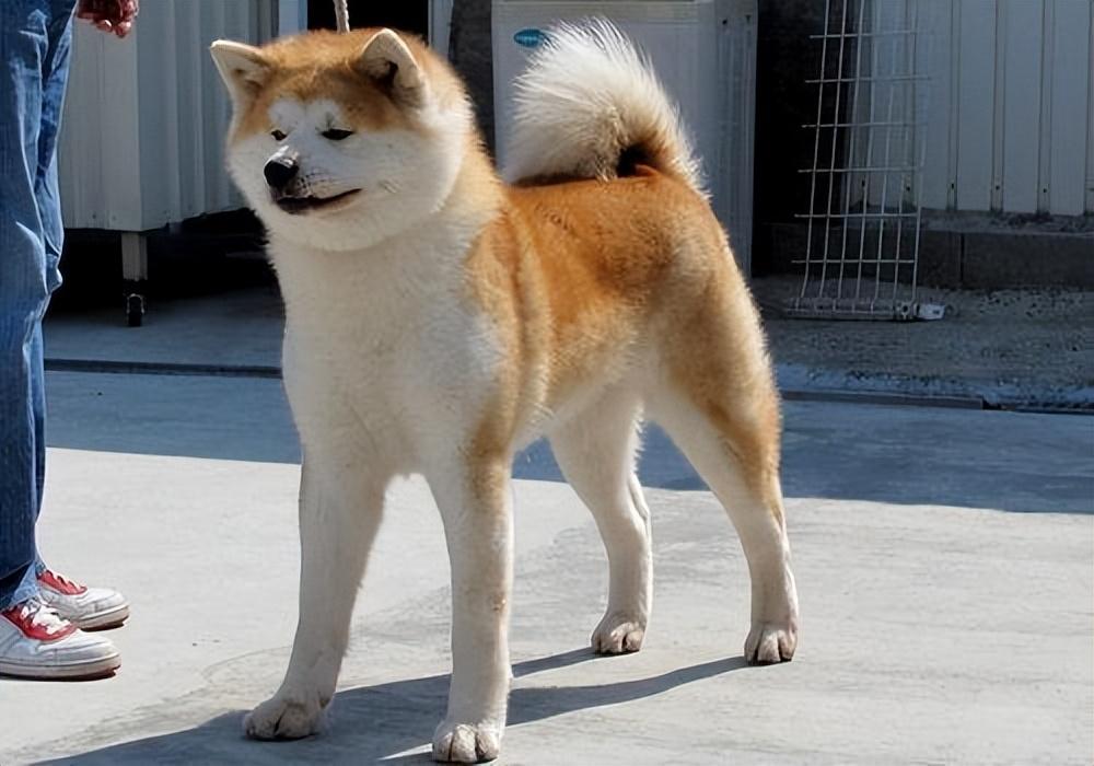 秋田犬为什么禁养(养柴犬的人都后悔了)