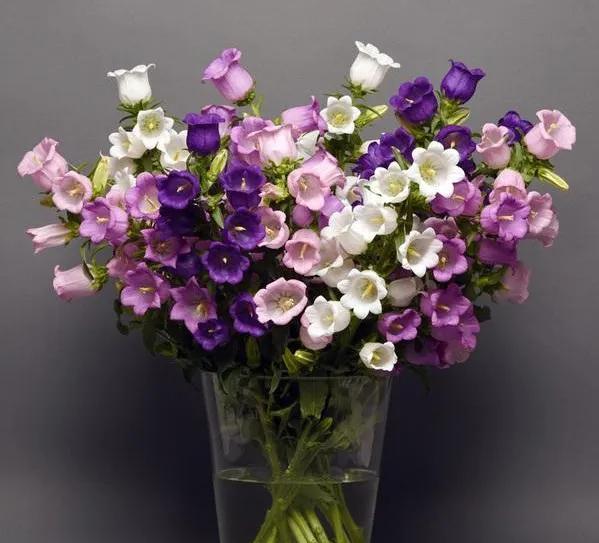 看望病人买什么鲜花，适合送病人的鲜花有哪几种（哪些花代表健康、平安、幸福）