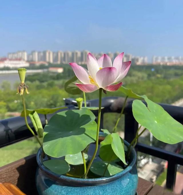 春天开的常见的花，春天开的常见的花图片（超齐全的播种时间表）