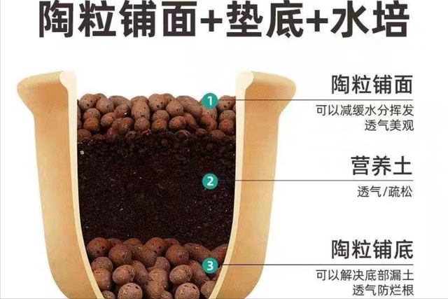 如何养好平安树，平安树怎么养活的好（你就“死磕”这“5点”）
