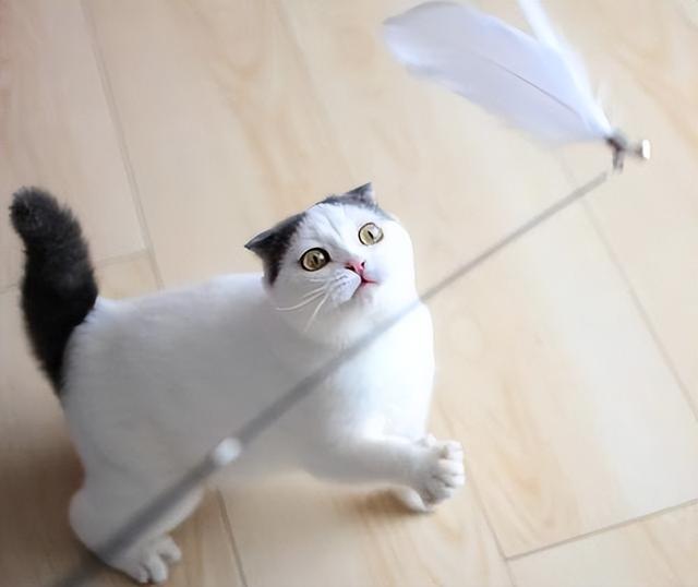 猫临死前最后一叫声代表什么，猫咪临死前的六个特殊征兆（其实是在向你“告别”）