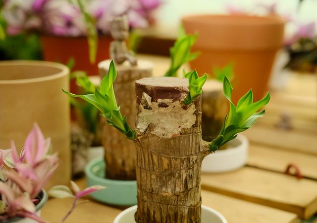 巴西木的养殖方法和注意事项，巴西木的养殖方法和注意事项是什么（家里养殖巴西木）