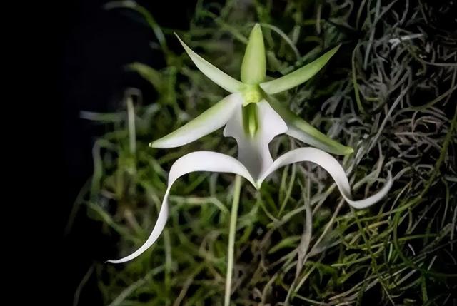 值得一看的兰花品种，这5种名贵兰花