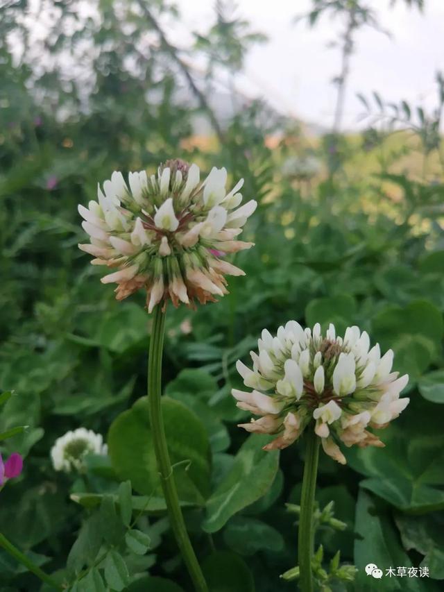 那些四月里开出绚烂花儿的野生植物们，四月有什么花开花