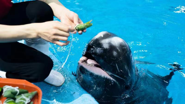 合肥海洋世界：海洋动物邀你一起过端午