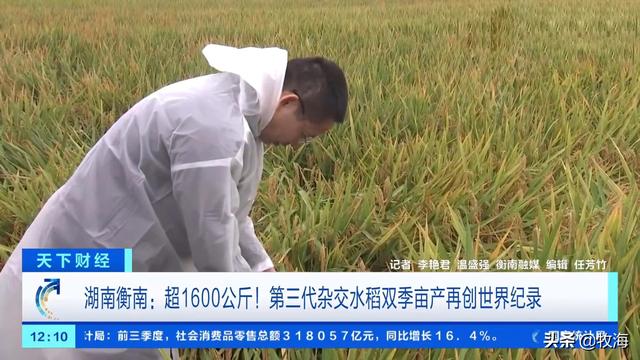 杂交水稻和普通水稻的区别，杂交水稻和普通水稻的区别是什么（和中国水稻比，品质差距有多大）