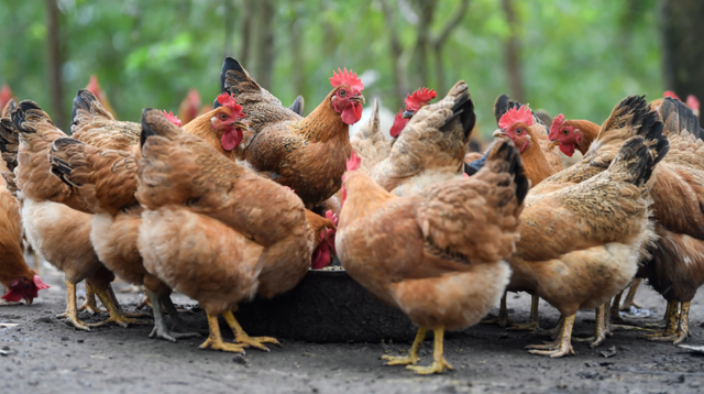 蜈蚣属于昆虫吗，蝎子和蜈蚣是属于昆虫吗（身为五毒之一的蜈蚣竟毒不死公鸡）