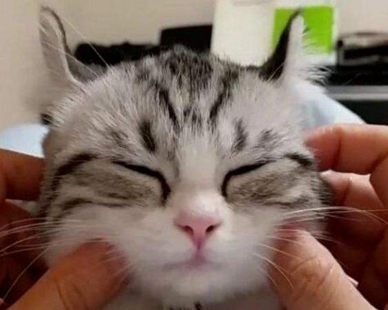 2,猫咪rua脸颊式