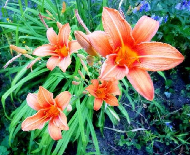 笑靥和笑魇的区别，笑魇如花还是笑靥如花（笑魇如花还是笑靥如花读音）