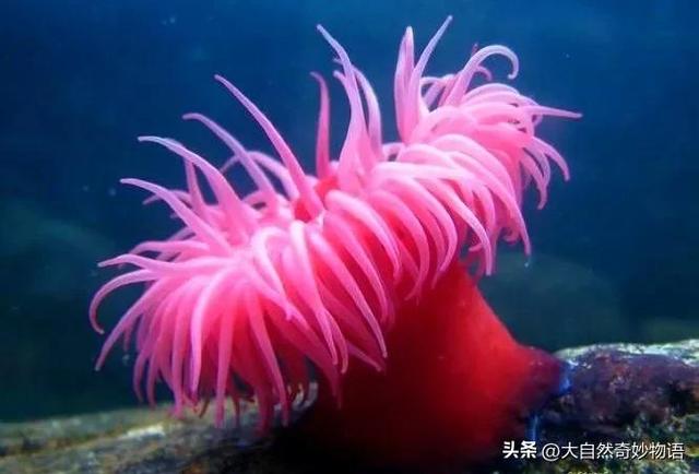 海葵是动物还是植物，珊瑚是动物还是植物（海葵究竟是动物还是植物呢）