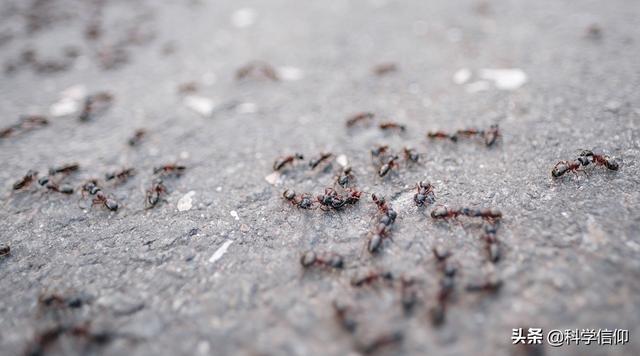 蚂蚁是什么，蚂蚁是什么的搬运工（蚂蚁群落为何能如此庞大）