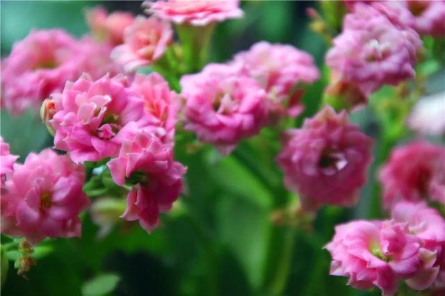 春节花卉品种大全大图，春节遇花期，五彩斑斓过新年