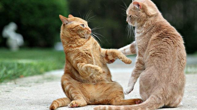 喵喵喵是什么梗，彩虹猫是什么梗（主人模仿猫咪“喵喵叫”时）