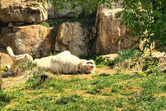 长春动植物园门票，动植物公园门票价格（这里室外区域全开放，去打卡~）
