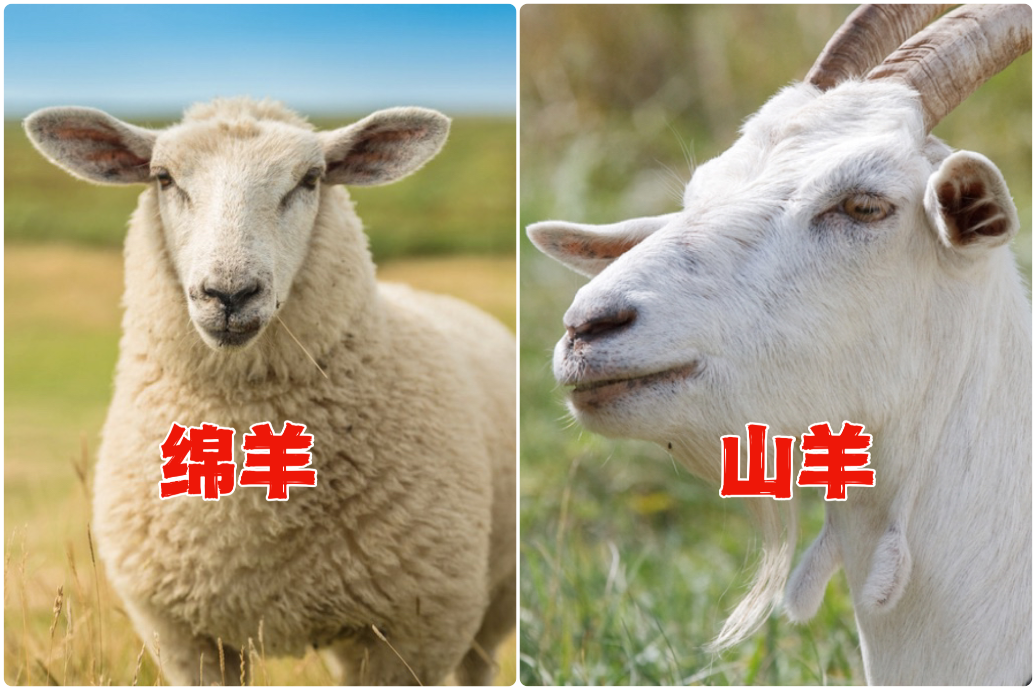 迦南诗歌山羊与绵羊图片