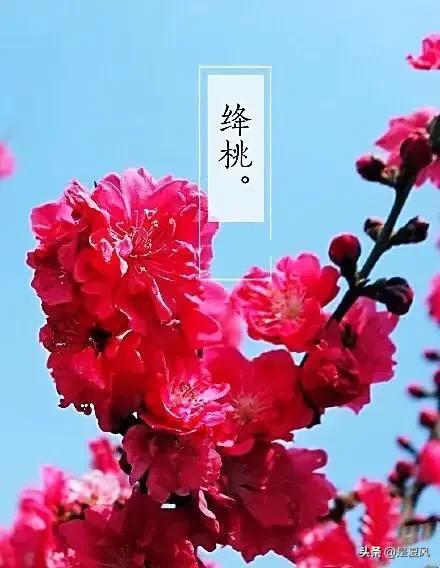 杏花桃花几月份开，2023北京赏花攻略