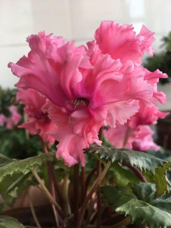 春节花卉品种大全大图，春节遇花期，五彩斑斓过新年