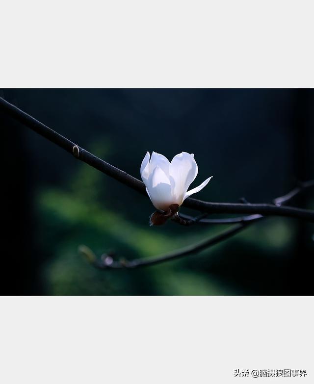 浪漫之花朵，一朵鲜花的浪漫（实拍26张玉兰花的照片图片）
