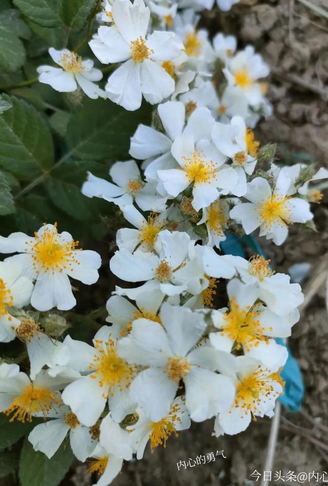 人生若只如初见✨，人生若只如初见图片唯美（人生若如初见）