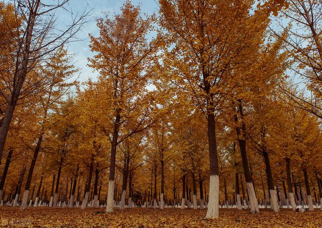 北京湿地公园有哪些景点好玩，北京公园推荐︱10个值得一去的免费公园
