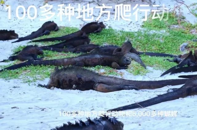 厄瓜多尔人口和面积，厄瓜多尔人口最多的城市（揭秘美女众多的厄瓜多尔真实模样）