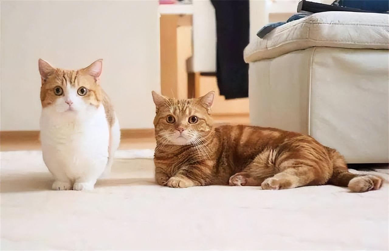 大型猫品种(中国十大禁养猫)