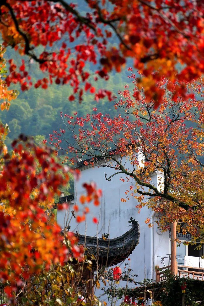 桃花源水上人家（寻一处静谧古镇小住几日）